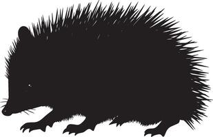 Hedgehog Sniffing Body low with snout extended, sniffing the ground for food or scent. full length silhouette black illustration vector