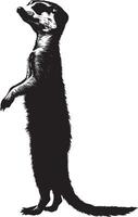 Meerkat Communicating Body in a slightly raised position with arms extended, possibly making a vocal call. full length silhouette black illustration vector