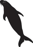 Walrus Dipping Below Body angled downward, using flippers to push itself beneath the surface of the water. Full-length silhouette black design. vector