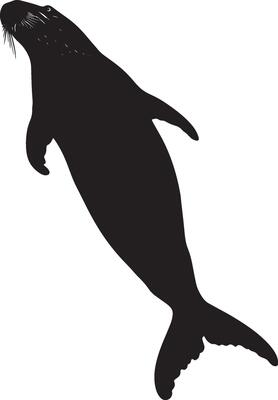 Walrus Dipping Below Body angled downward, using flippers to push itself beneath the surface of the water. Full-length silhouette black design.