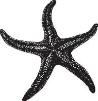 Starfish Regenerating Body still with an arm partially regrown or beginning to regenerate. full length silhouette black illustration vector