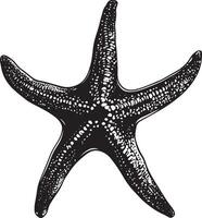 Starfish in Defense Mode Body tense with arms extended wide, increasing its size to ward off potential predators. Full-length silhouette black design. vector