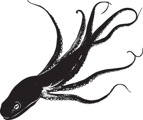 Squid Displaying Defense Body elongated with tentacles spread wide and fins extended, creating an impressive silhouette to deter threats. Full-length silhouette black design.
