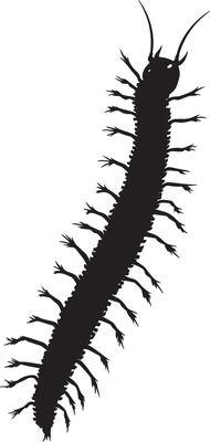 Centipede Ascending a Surface Body angled upward with legs firmly gripping a vertical surface, moving gradually. Full-length silhouette black design.