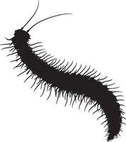 Millipede Sensing Body still with antennae extended forward, sensing its environment. full length silhouette black illustration vector