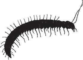 Centipede in a Resting Position Body motionless with legs tucked underneath, extending slightly along the surface. Full-length silhouette black design. vector