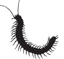 Centipede in a Sensing Position Body motionless with antennae extended, actively detecting its environment. Full-length silhouette black design. vector