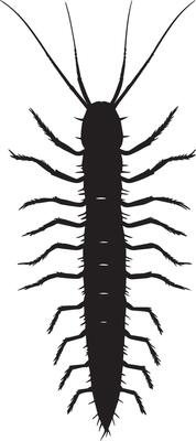 Centipede Observing Its Surroundings A silhouette of a centipede with a still body and extended antennae, attuned to nearby stimuli. Full-length silhouette black illustration.