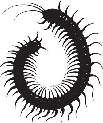 Centipede in a Defensive Curl Body coiled into a spiral with legs bent inward, creating a protective posture. Full-length silhouette black design.