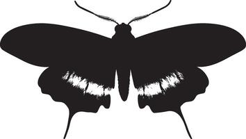 Moth Moving Along the Surface A silhouette of a moth with its body low and legs stretched out as it crawls in a careful manner. Full-length silhouette black illustration. vector