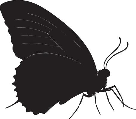 Crawling Butterfly The black silhouette of a butterfly moving along a surface, legs extended and wings securely tucked against its body, illustrated in full length.