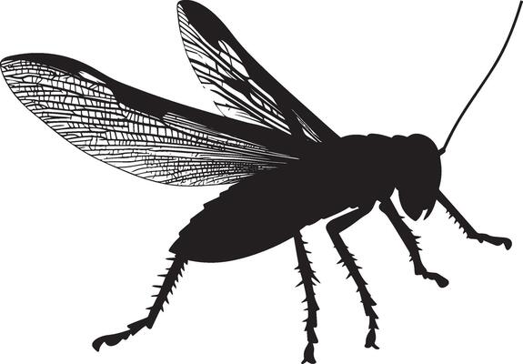 Grasshopper Flying Wings spread wide with body mid-flight and legs tucked underneath, moving through the air. full length silhouette black illustration