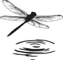 Dragonfly Resting on Water Body hovering just above water with wings spread and legs slightly extended downward. full length silhouette black illustration vector