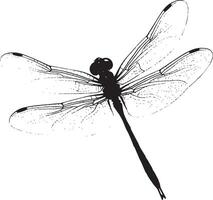 Dragonfly Darting Body moving quickly in short bursts, wings flapping rapidly, legs tucked in behind. full length silhouette black illustration vector