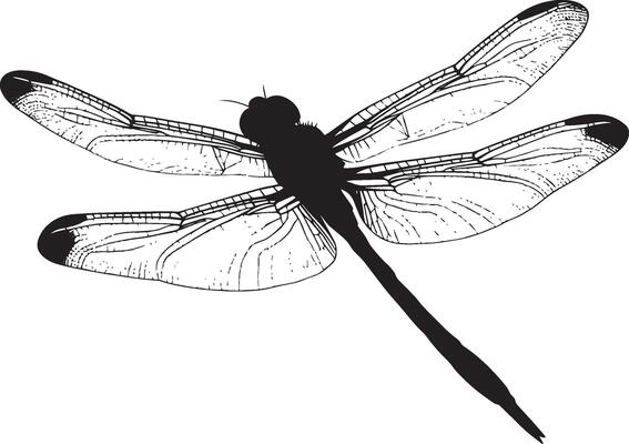 Dragonfly Hovering Wings rapidly flapping as the dragonfly hovers in place, body still and legs suspended. full length silhouette black illustration