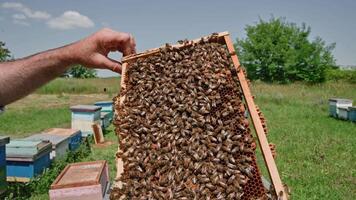 Bees swarming on honeycomb. Swarm of bees working on honeycomb, carries honey and nectar video