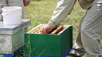 Man working at bee apiary. Close up of man working with bees in the apiary video