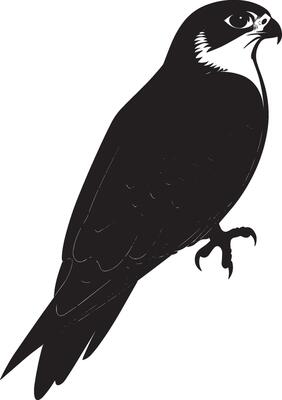Black illustration of a still falcon sitting with wings tucked, on a perch or the ground.