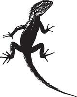Lizard Preening Using legs to clean or adjust scales, head turned slightly. full length silhouette black illustration vector