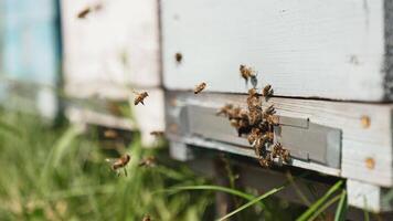 Bee hives in an apiary. Close up view of the working bees bringing flower pollen to the hive on its paws video
