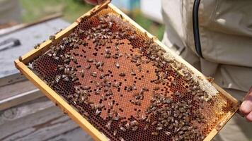 Beekeeper inspecting honeycomb frame at apiary. Cautious man apiarist removing honeycomb with bees for examination video