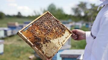 Apiary with beehives in field. The beekeeper holds a honey cage with bees in his hands video