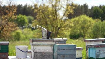 Honey Production And Beekeeping. Bee apiary with group of hives is located on nature video