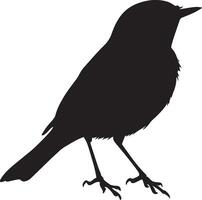 Robin grooming beak extending back to clean feathers, body slightly turned in a full-length silhouette. vector