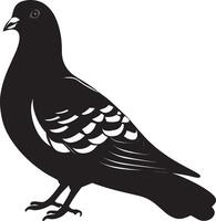Pigeon at rest body relaxed with wings folded, tail down, and head slightly tucked in a full-length silhouette. vector