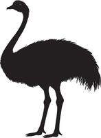 Ostrich in repose body relaxed against the ground, legs folded, and neck curved slightly in a complete silhouette illustration. vector