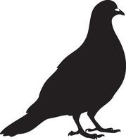 Pigeon grooming beak extending back to clean feathers, body slightly turned in a full-length silhouette. vector