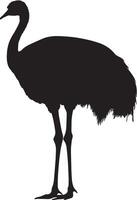 Ostrich grooming beak extending back to clean feathers, body slightly turned in a full-length silhouette. vector