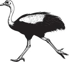 Ostrich in motion legs fully extended mid-stride, wings slightly open, and body leaning forward in a full-length silhouette. vector
