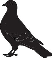 Pigeon in care using its beak to preen feathers, body angled slightly for better access in a black outline. vector