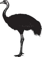 Ostrich on guard neck fully extended, head held high, and wings tucked close to the body in a full-length silhouette. vector