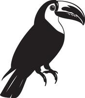 Toucan Calling Beak wide open head tilted back wings slightly lifted. full length silhouette black illustration vector