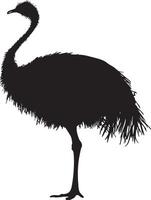 Ostrich maintaining beak reaching back to tidy its plumage, body turned slightly in a complete silhouette illustration. vector