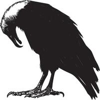Vulture foraging head lowered with beak tearing into food, wings slightly raised in a full-length silhouette. vector