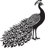 Peacock Resting Sitting on the ground with wings folded and tail relaxed. full length silhouette black illustration vector
