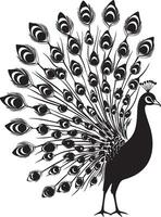 Peacock Preening Using beak to clean or arrange feathers body slightly tilted. full length silhouette black illustration vector