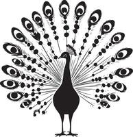 Peacock Displaying Feathers Tail fully fanned out body steady head slightly raised. full length silhouette black illustration vector