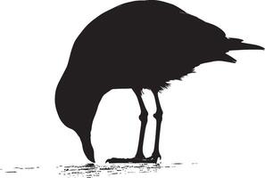 Seagull Feeding Pecking at food on the ground or surface with head down. full length silhouette black illustration vector
