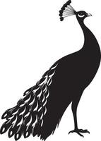 Peacock Calling Beak open head tilted back making a loud call. full length silhouette black illustration vector