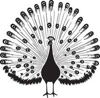 Peacock in Full Display Tail fully spread, body poised, head lifted, black silhouette . vector