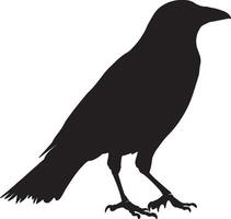 Crow Moving Steps deliberate, head extended, body balanced, tail behind, black art. vector