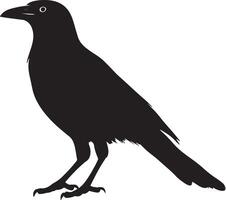 Crow Walking Slow steps with head forward body steady tail trailing. full length silhouette black illustration vector