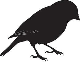 Sparrow Feeding Pecking at the ground or on a surface with head down. full length silhouette black illustration vector