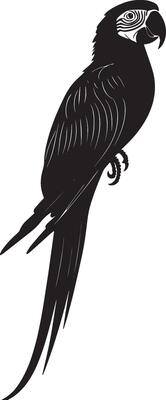 Macaw in Stretch Wings fully extended, body upright, head tilted, black silhouette .