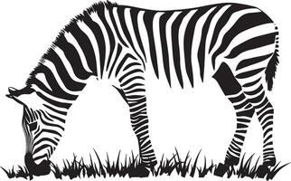 Zebra Grazing Head bent down, front legs spread, nibbling on grass, black silhouette . vector