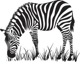 Zebra Grazing Head bent down, front legs slightly spread, nibbling on grass. full length silhouette black illustration vector